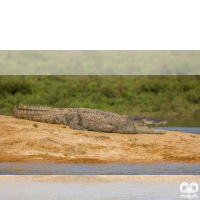 خانواده کروکودیل ها Crocodylidae